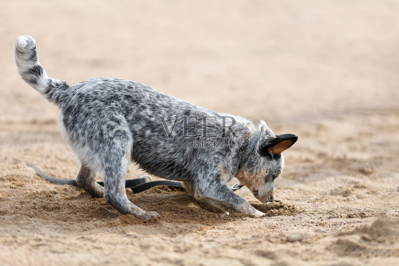 蓝色heeler或澳大利亚牛狗小狗正在沙滩上挖沙子照片摄影图片