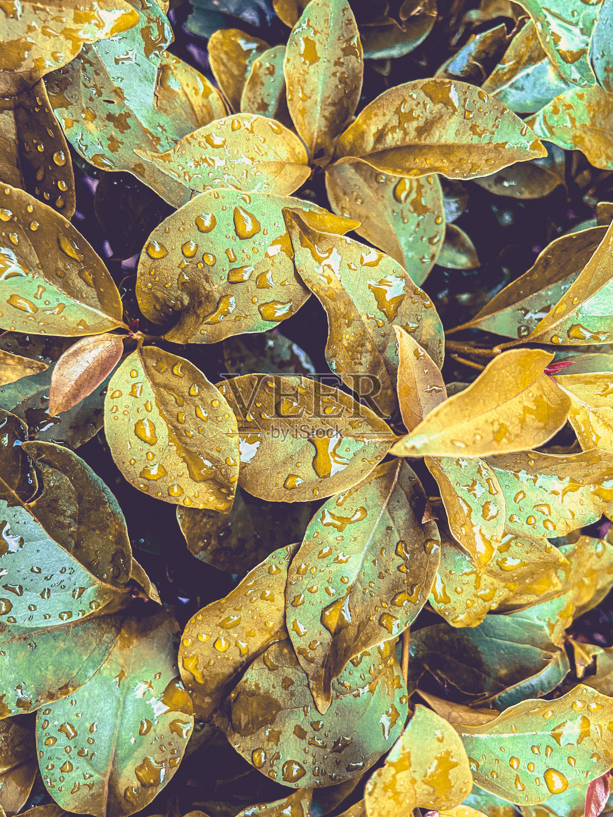 在一场细雨之后照片摄影图片