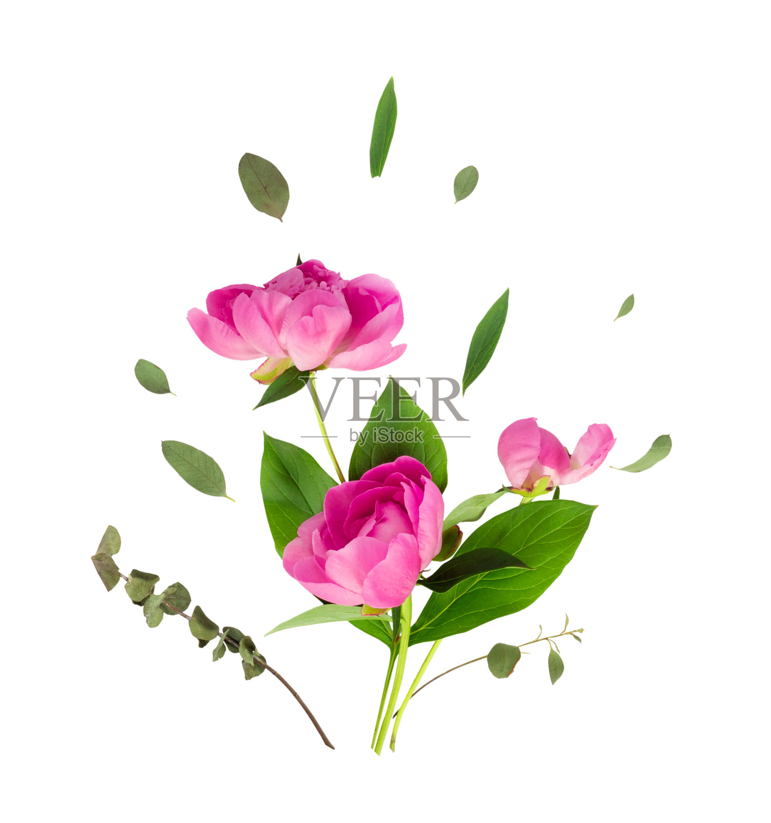 白色背景下的一组牡丹花：适用于贺卡或请柬照片摄影图片