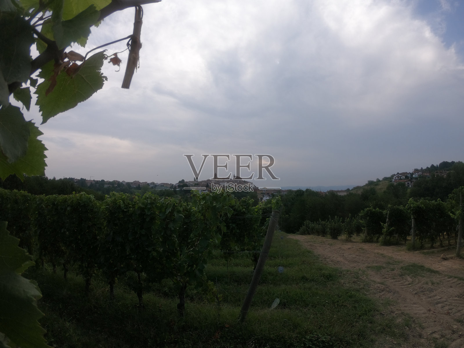 在意大利皮埃蒙特朗赫山的葡萄园中照片摄影图片