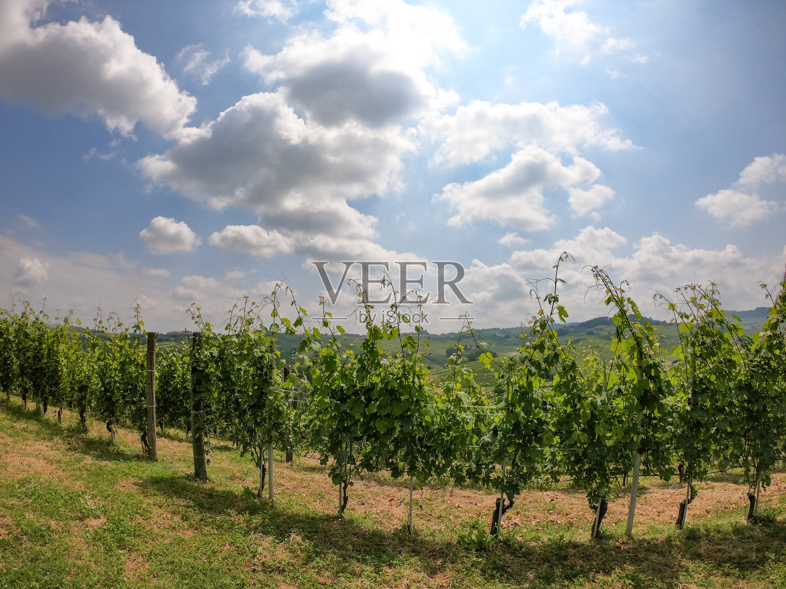 在意大利皮埃蒙特朗赫山的葡萄园中照片摄影图片