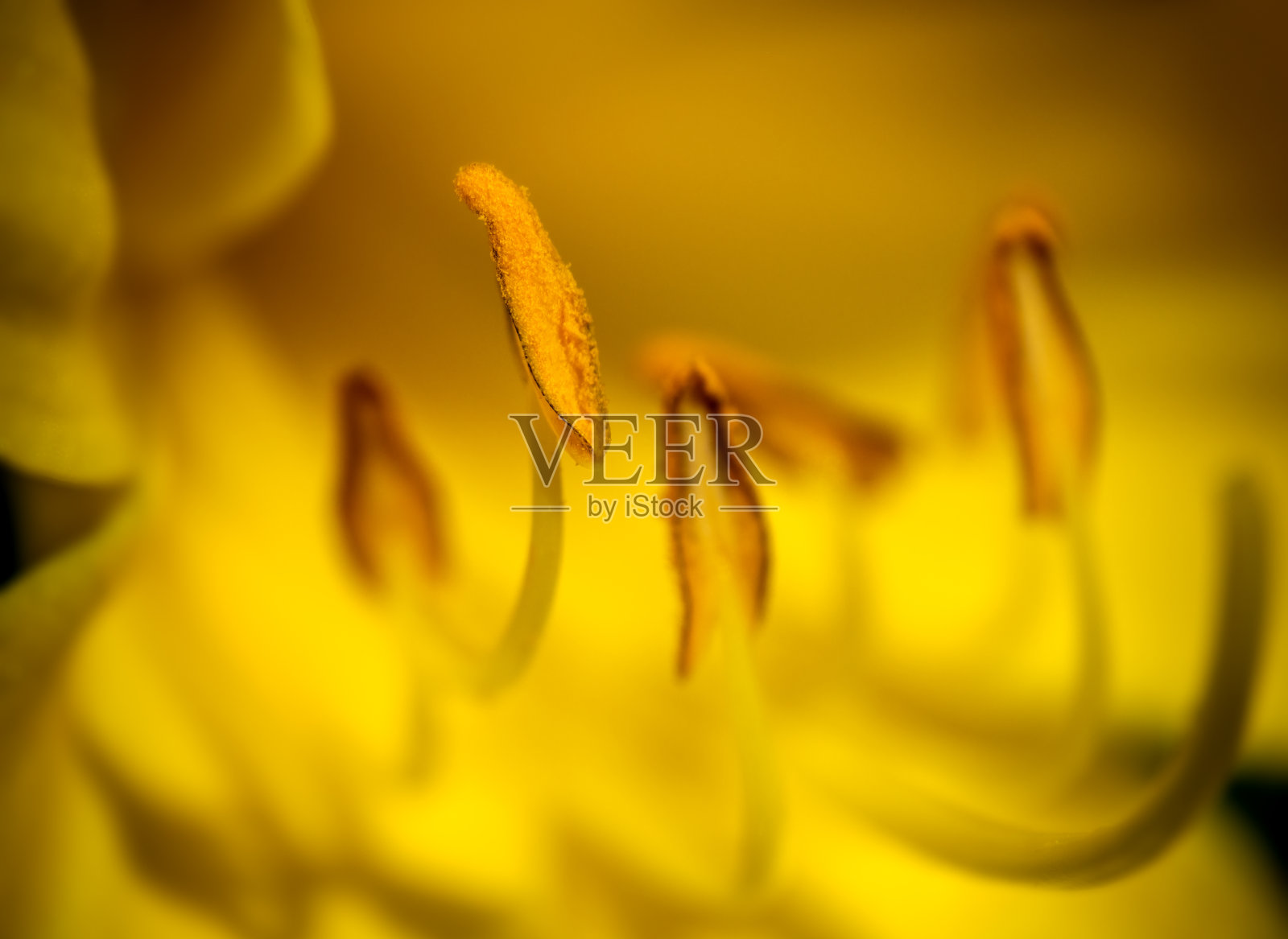 植物花药，带有花粉的雄蕊的宏观细节。照片摄影图片