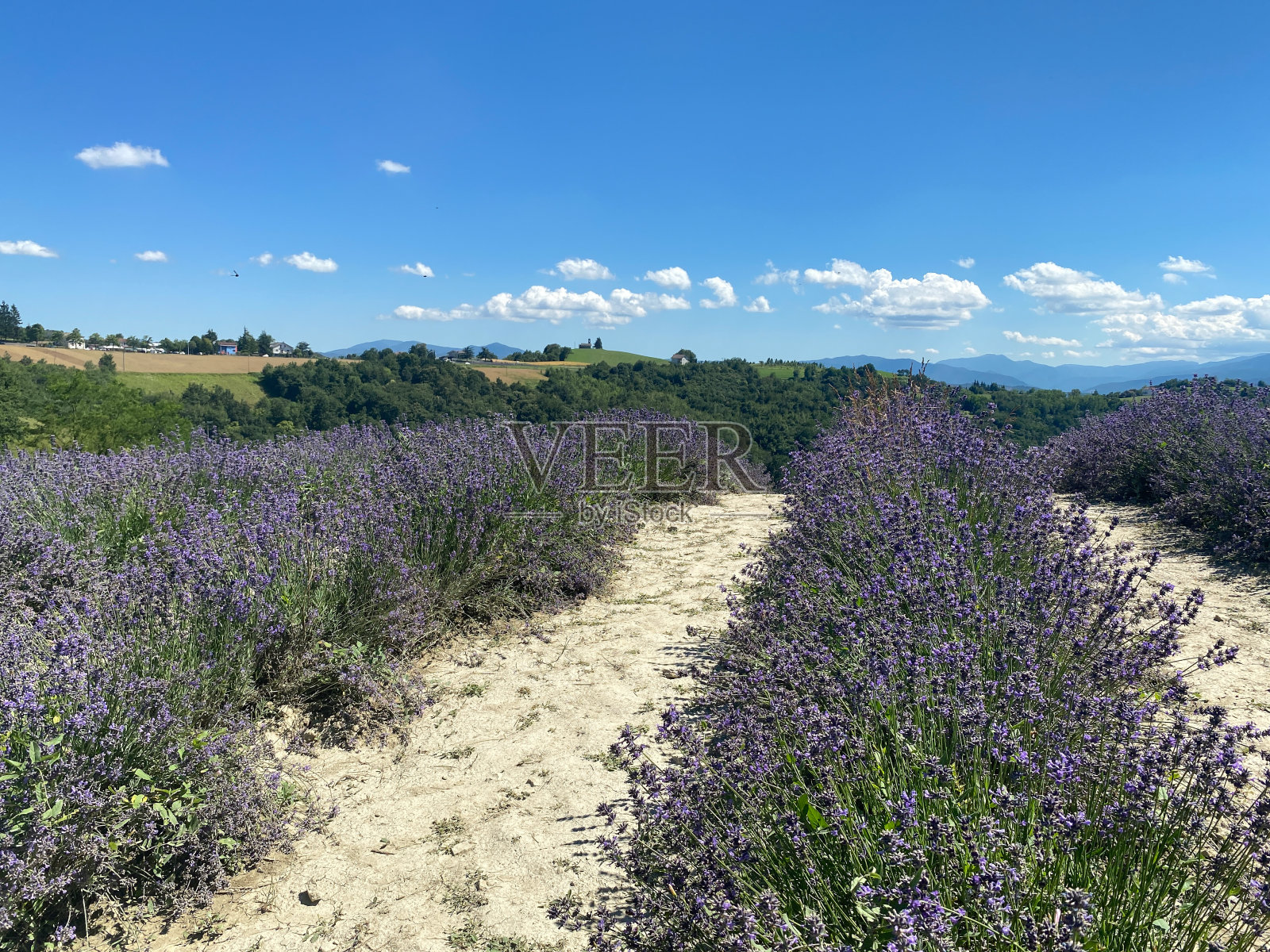 意大利皮埃蒙特帕罗多的薰衣草田照片摄影图片