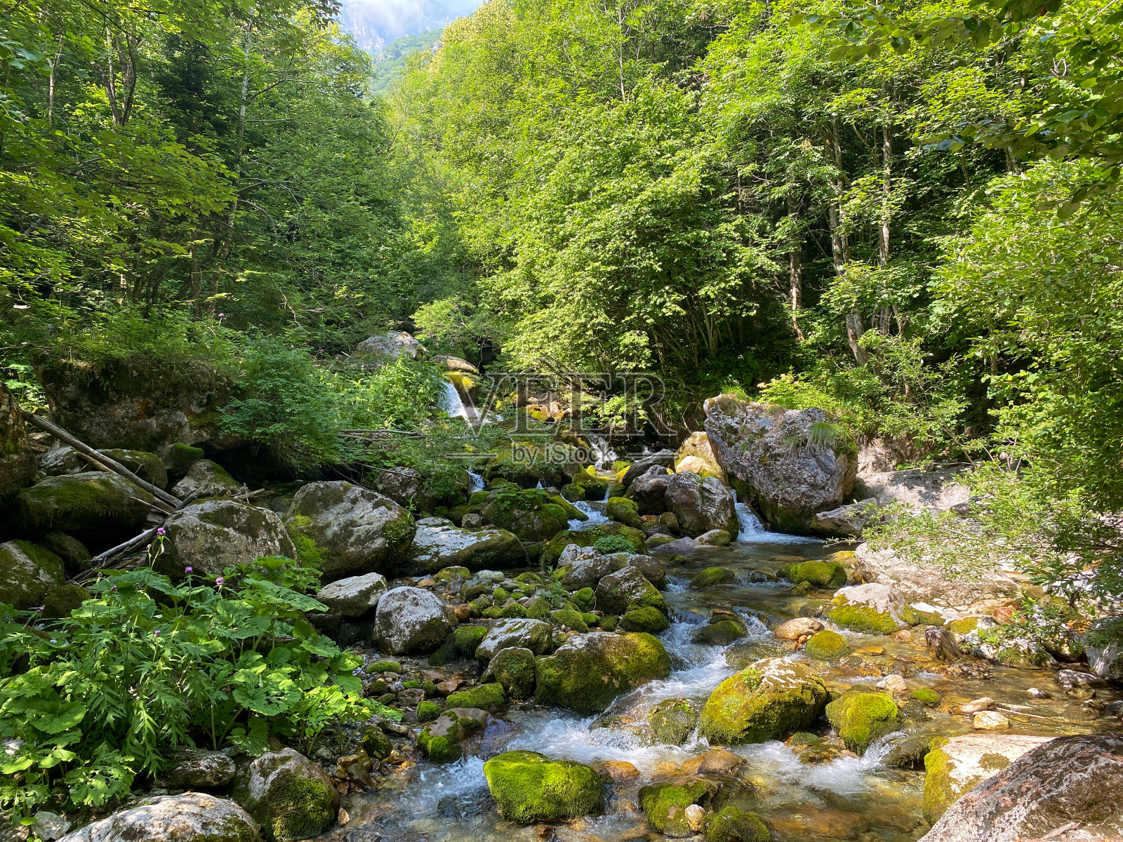 马瓜雷斯自然公园:森林中的小溪。意大利皮埃蒙特照片摄影图片
