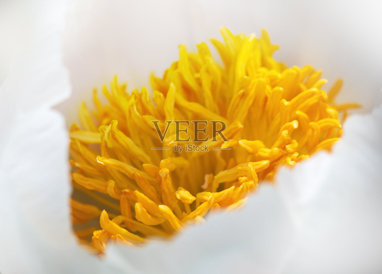 明亮的黄色雄蕊内简单的白色牡丹花特写。芍药。照片摄影图片