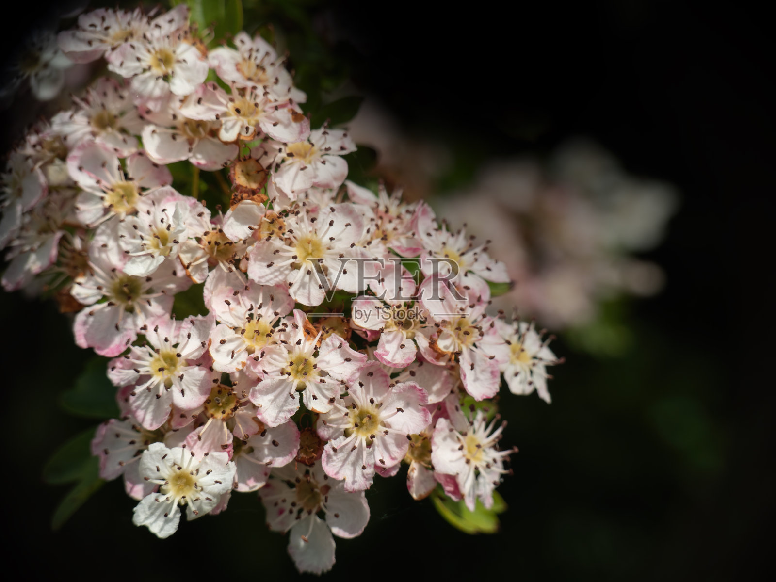 在阳光下，褪色的粉白色的花在树上，深色的背景与copyspace。美丽。照片摄影图片