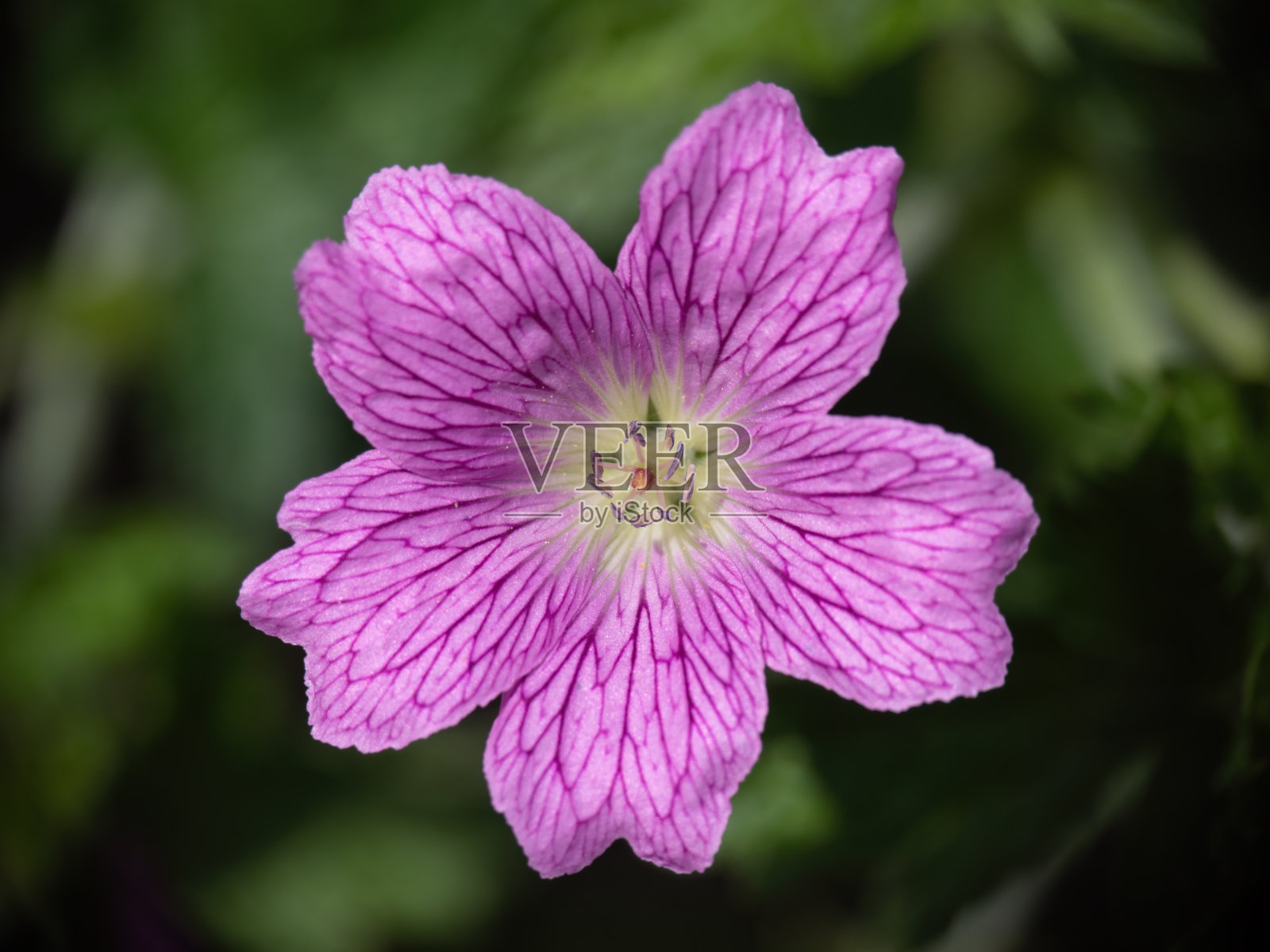 鹤嘴菊，天竺葵。逃避植物花园。照片摄影图片