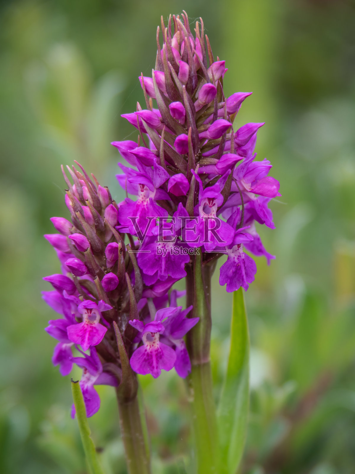 南沼泽兰花又名Dactylorhiza praetermissa，在布劳顿巴罗斯SSSI，北德文，英格兰。照片摄影图片