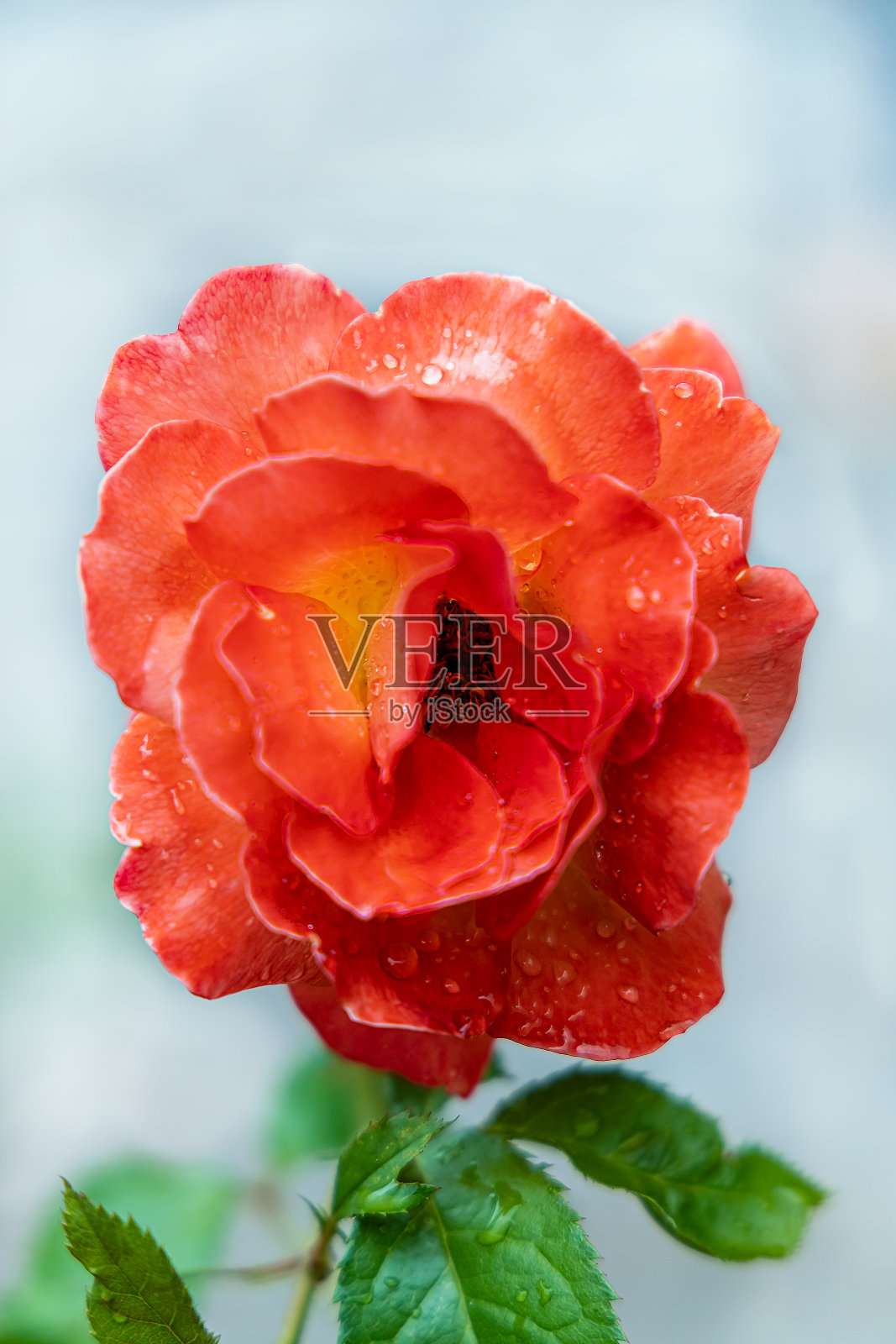 一个红色玫瑰与露珠的特写照片摄影图片