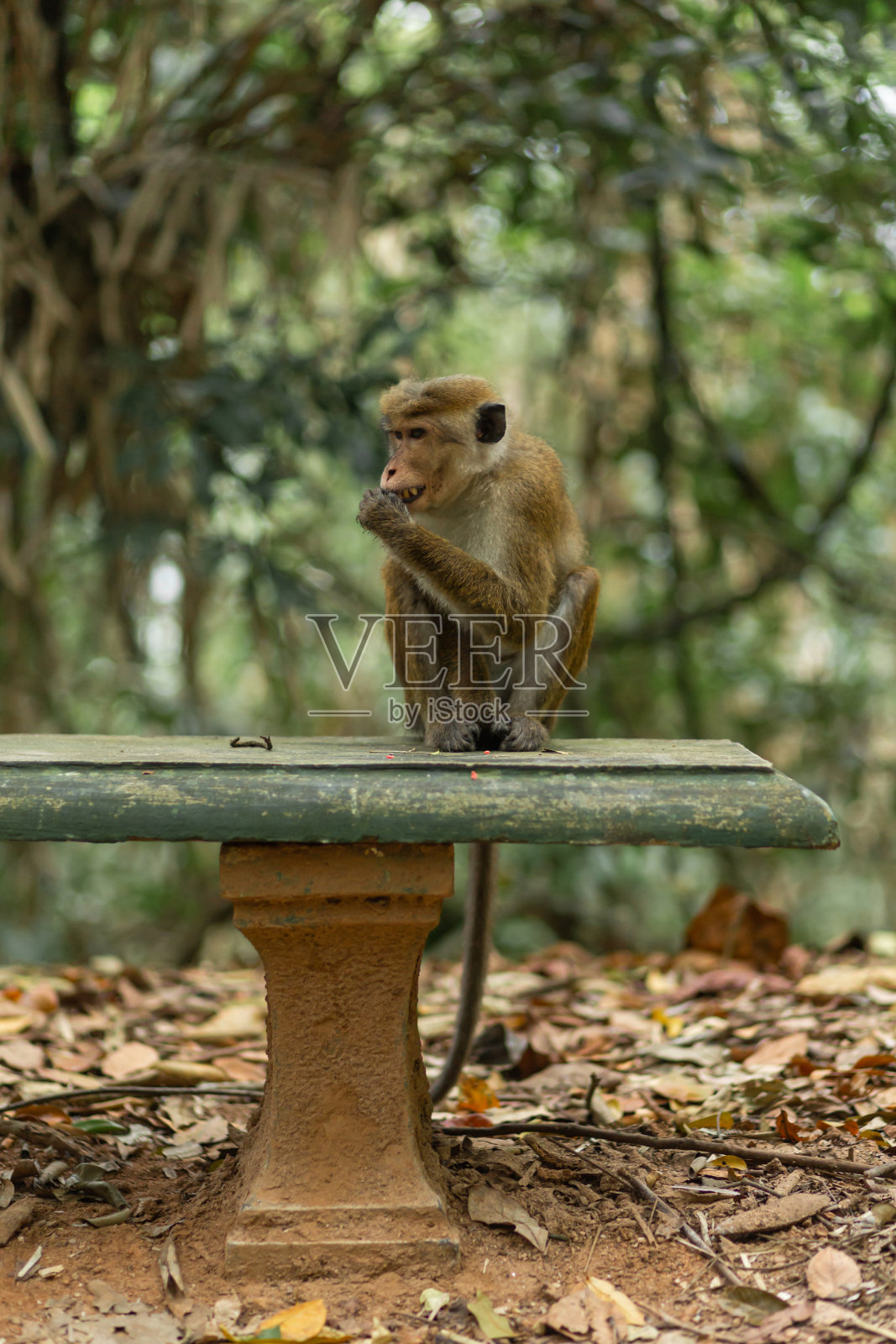 丛林里的猴子。靠近自然栖息地照片摄影图片