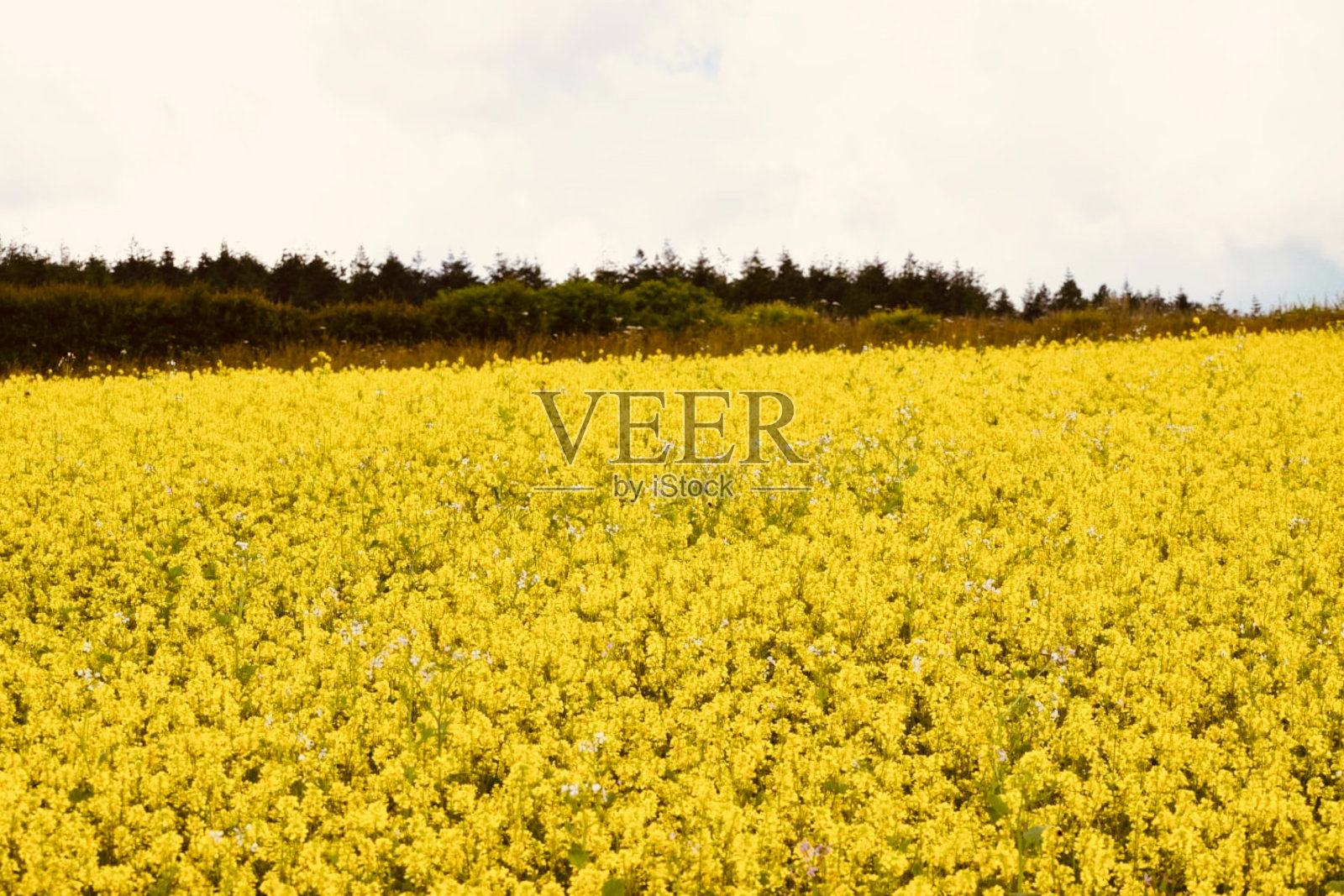 黄色油菜花在英国农村的田野照片摄影图片