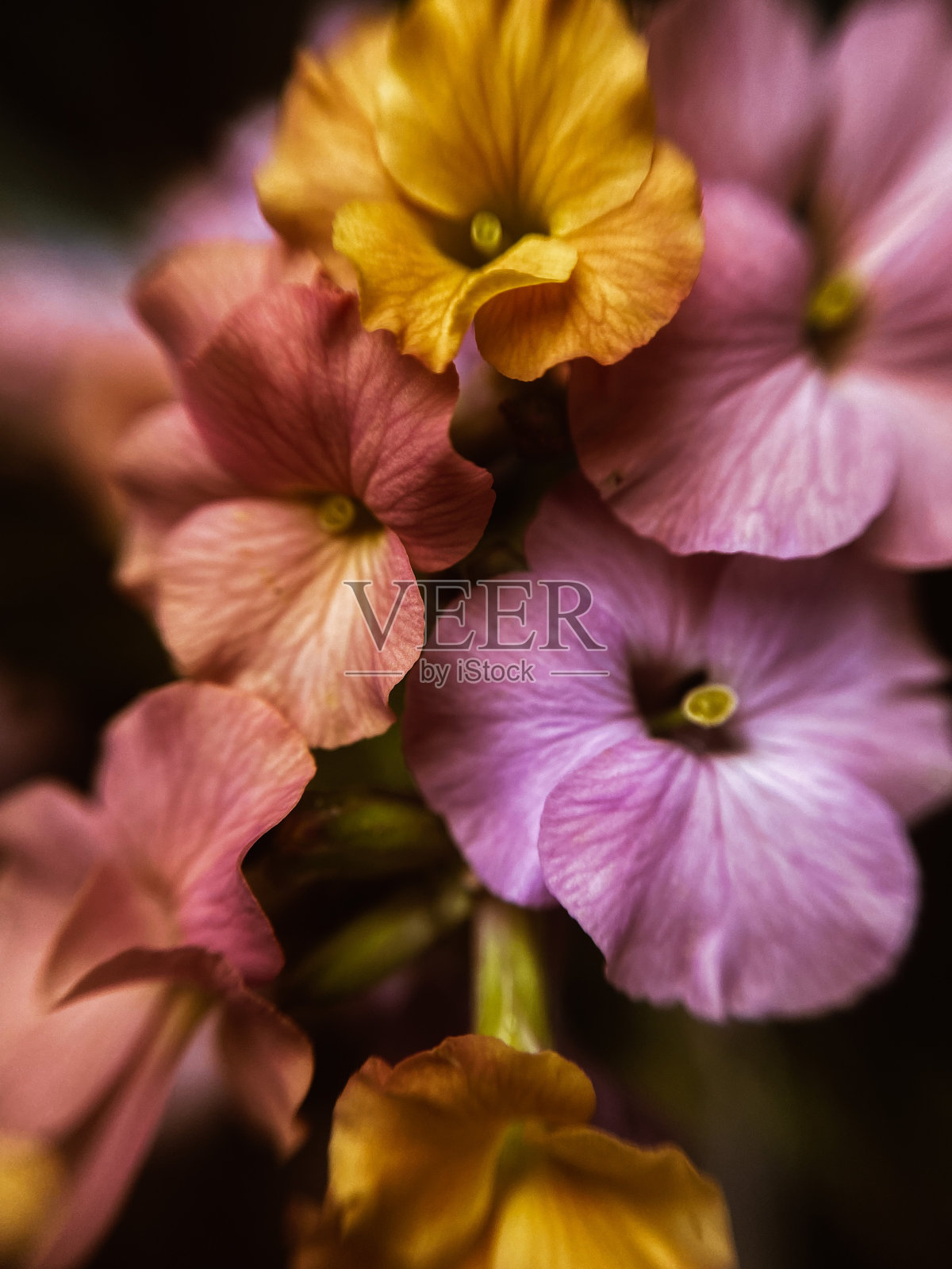 宏观生活，特写花照片摄影图片