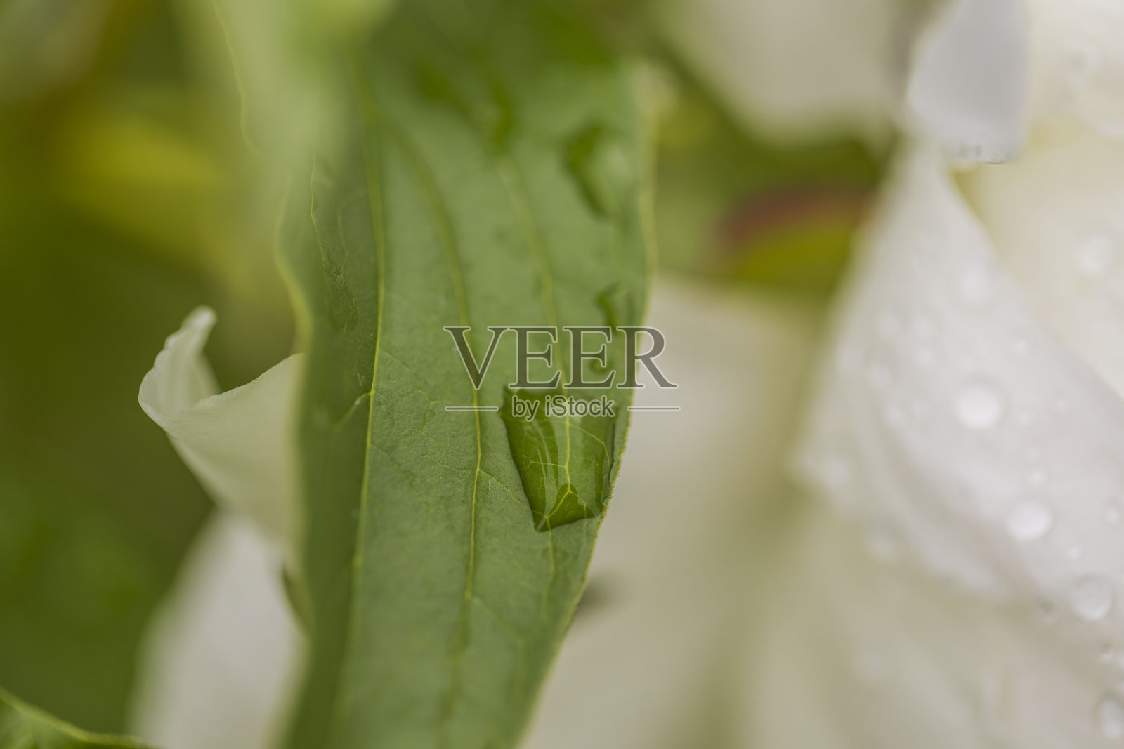 美丽的近距离观看水滴在绿色的叶子。照片摄影图片