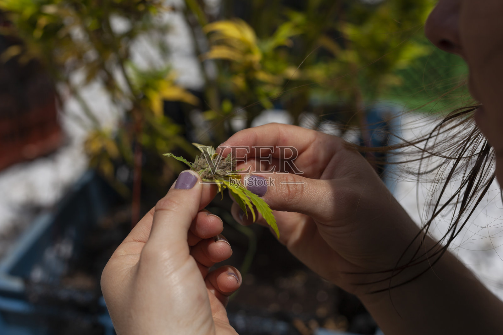 修剪真菌病的大麻植株照片摄影图片