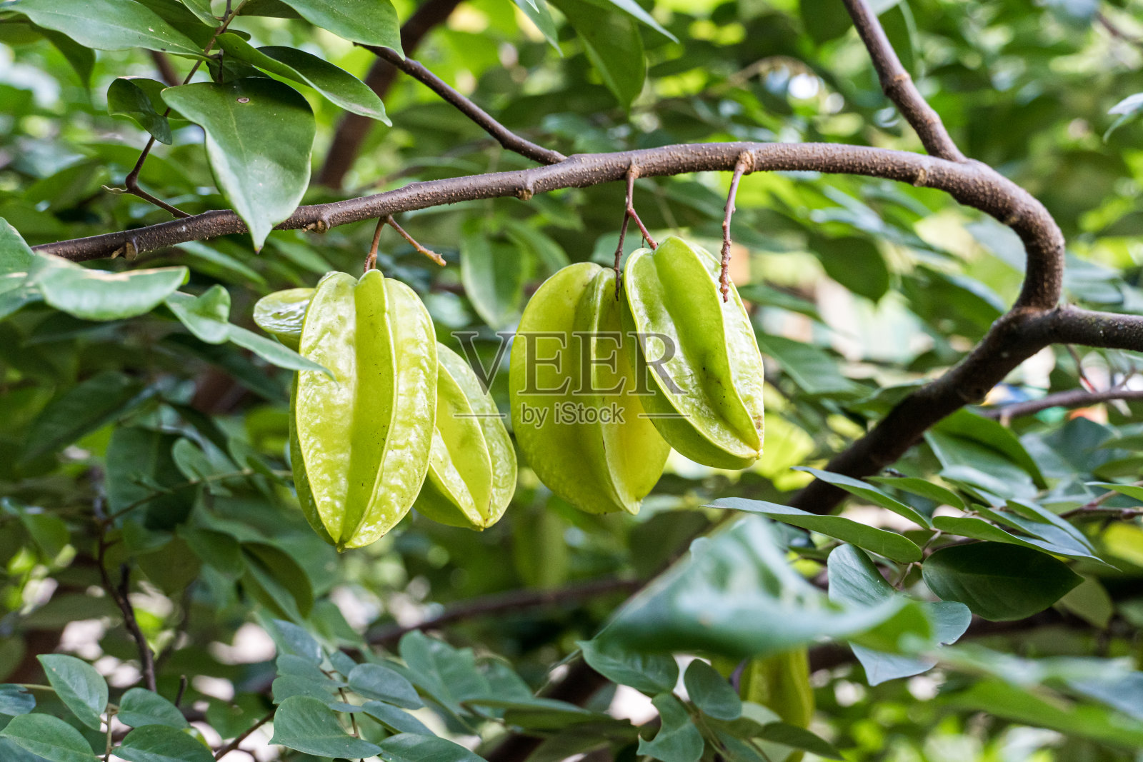 杨桃在树上还是绿的。在巴西被称为“杨桃”照片摄影图片