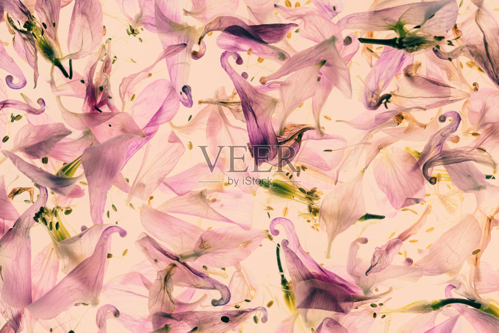 粉红色背景下的耧斗菜花照片摄影图片