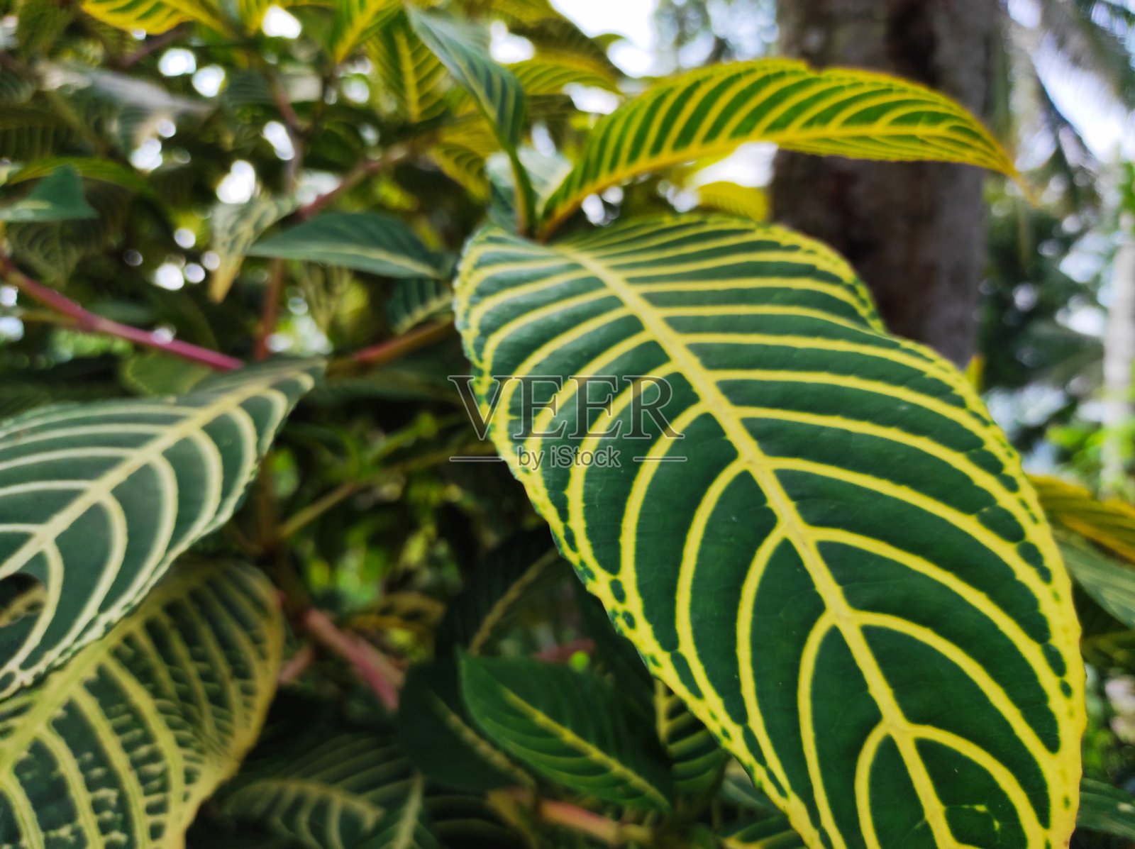 自然照片摄影图片