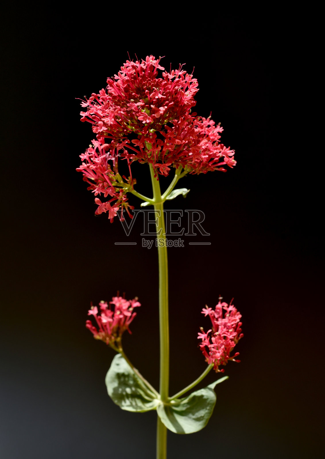 Centranthus,红宝石照片摄影图片