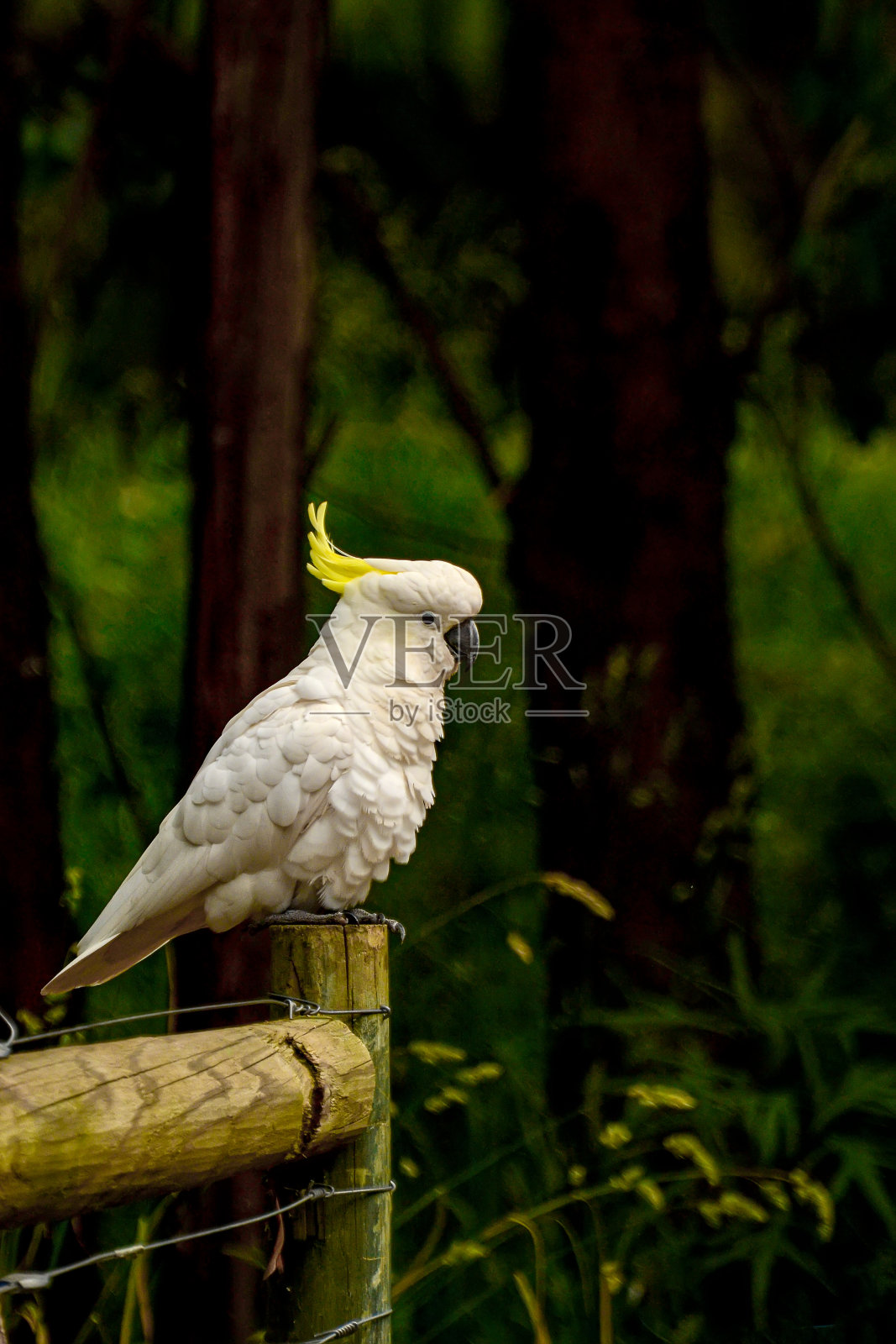 在klista Dandenong山脉的森林里喂养鹦鹉。照片摄影图片