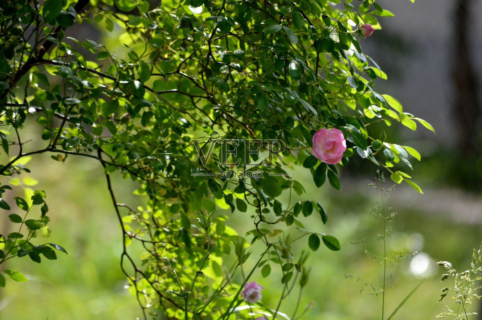 粉红色的玫瑰，春天的藤蔓照片摄影图片