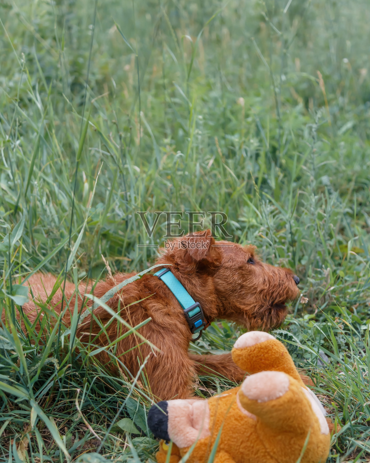 年轻的爱尔兰梗，猎犬的宠物在夏天的户外散步，小狗躺在草地上玩一个柔软的玩具照片摄影图片
