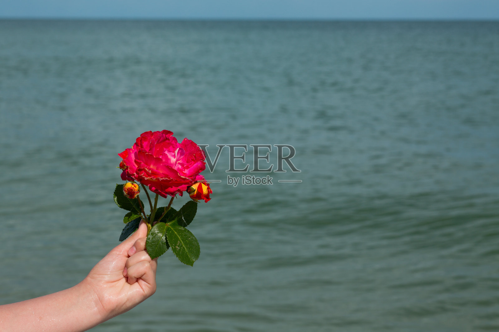 在大海的背景下，手捧奢华的盛开的粉红玫瑰照片摄影图片