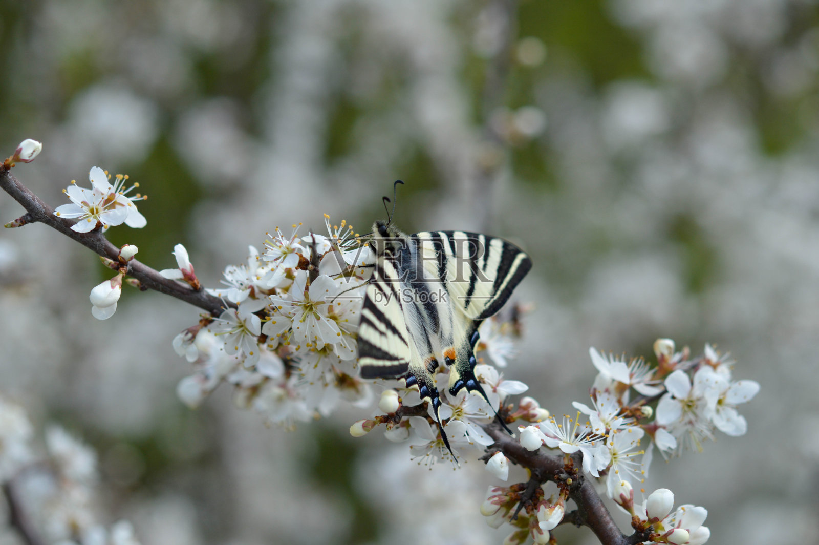 盛开的树枝上少有的燕尾蝶照片摄影图片