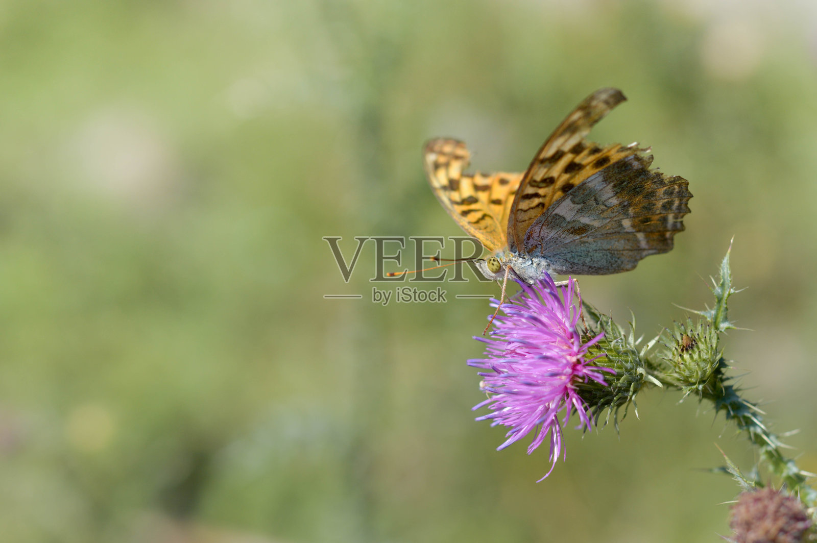 银洗贝母蝴蝶在矛蓟宏照片摄影图片