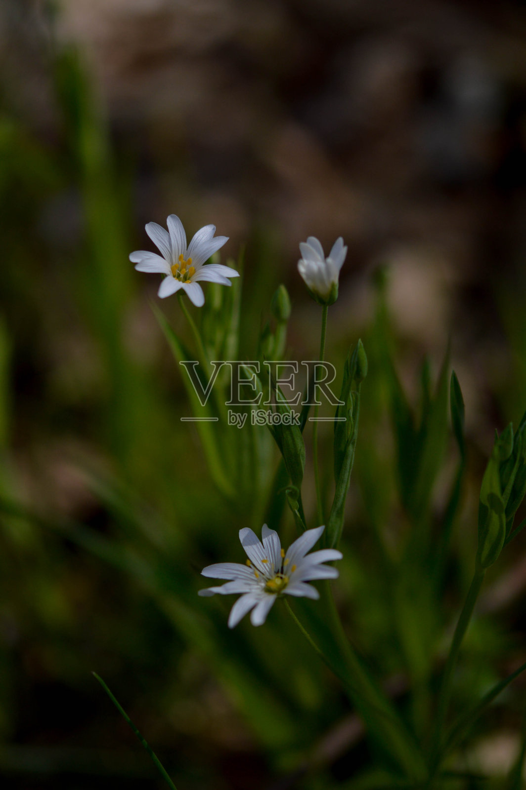 拉伯雷拉大针wort小白野花在自然界照片摄影图片
