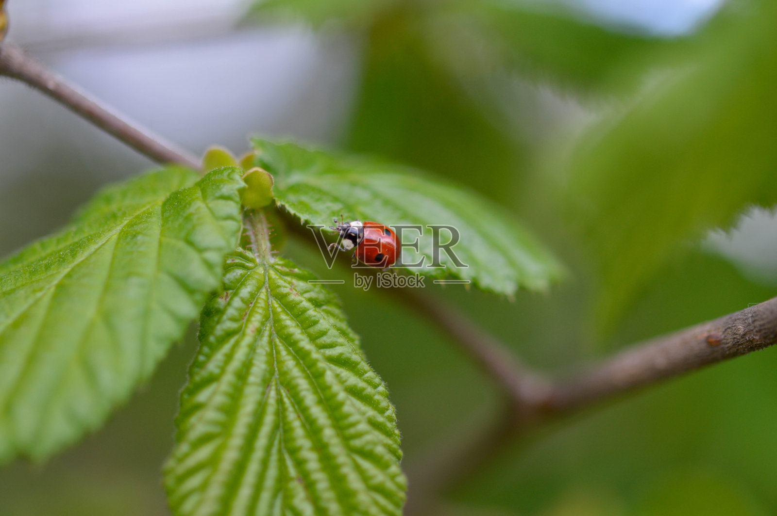 瓢虫在一片绿叶上靠近，在一棵树上，红甲虫。照片摄影图片