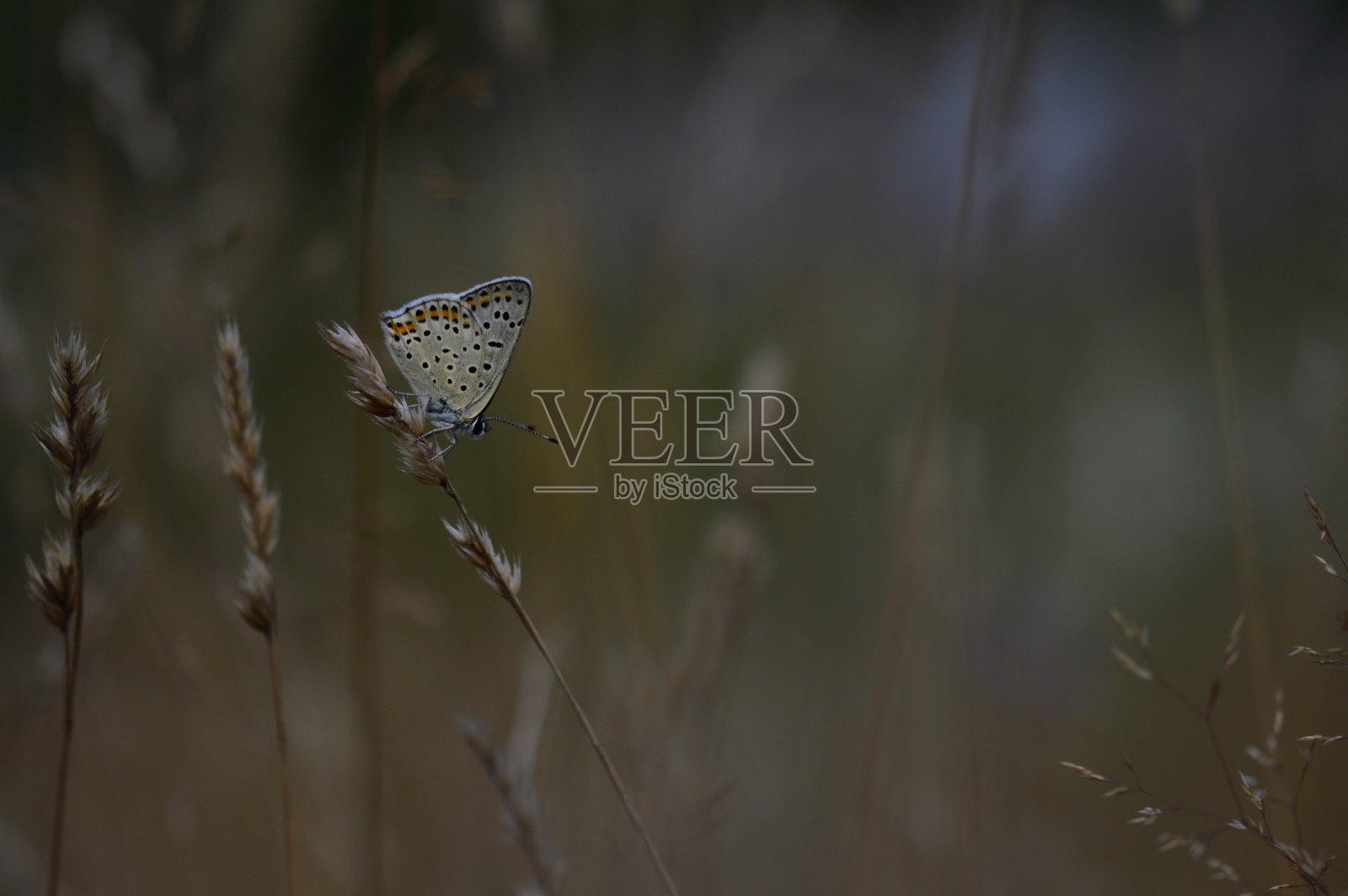 一种植物上的棕色黑角石竹蝴蝶棕色灰色的小蝴蝶照片摄影图片