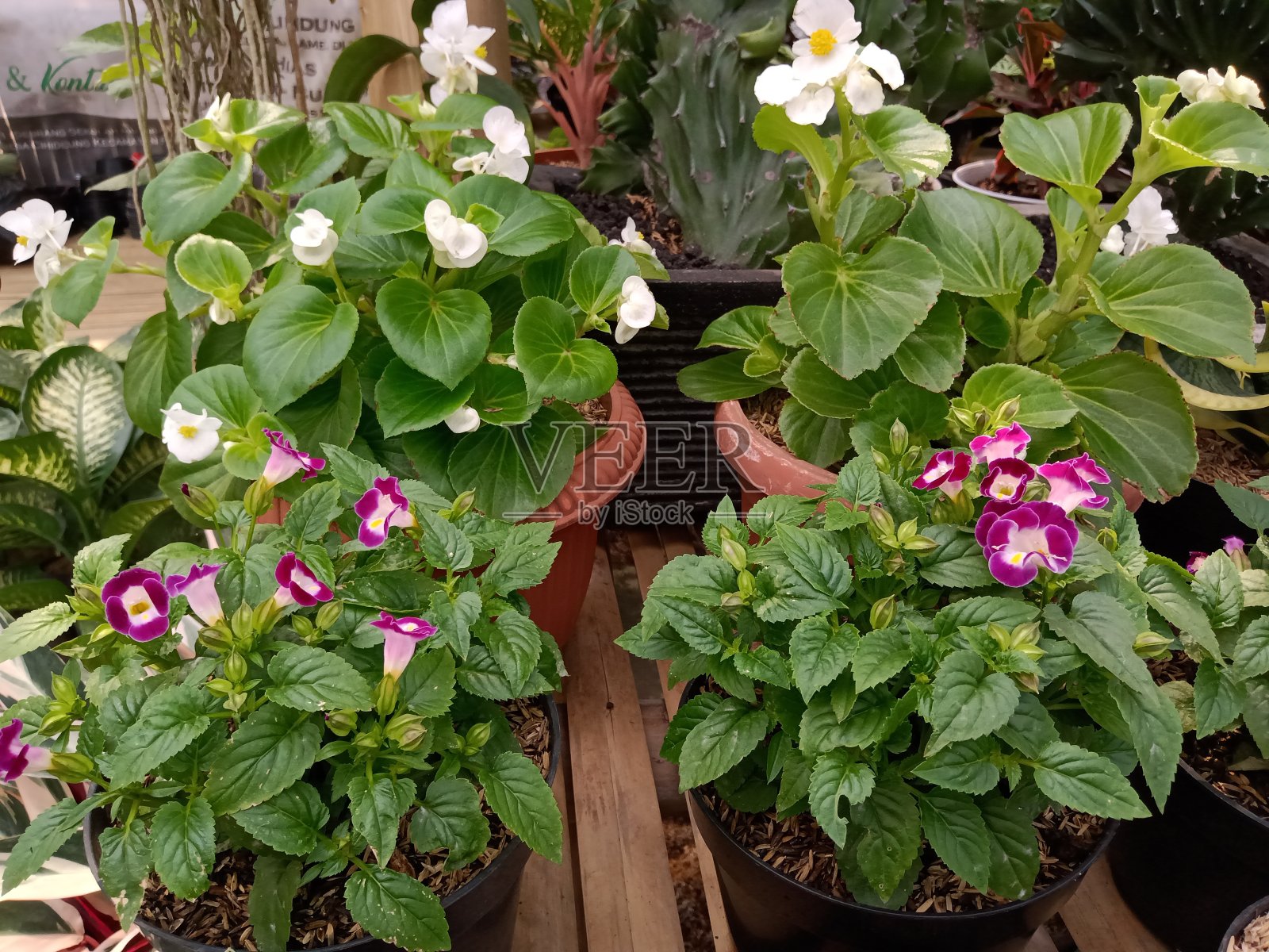 盆栽花卉照片摄影图片