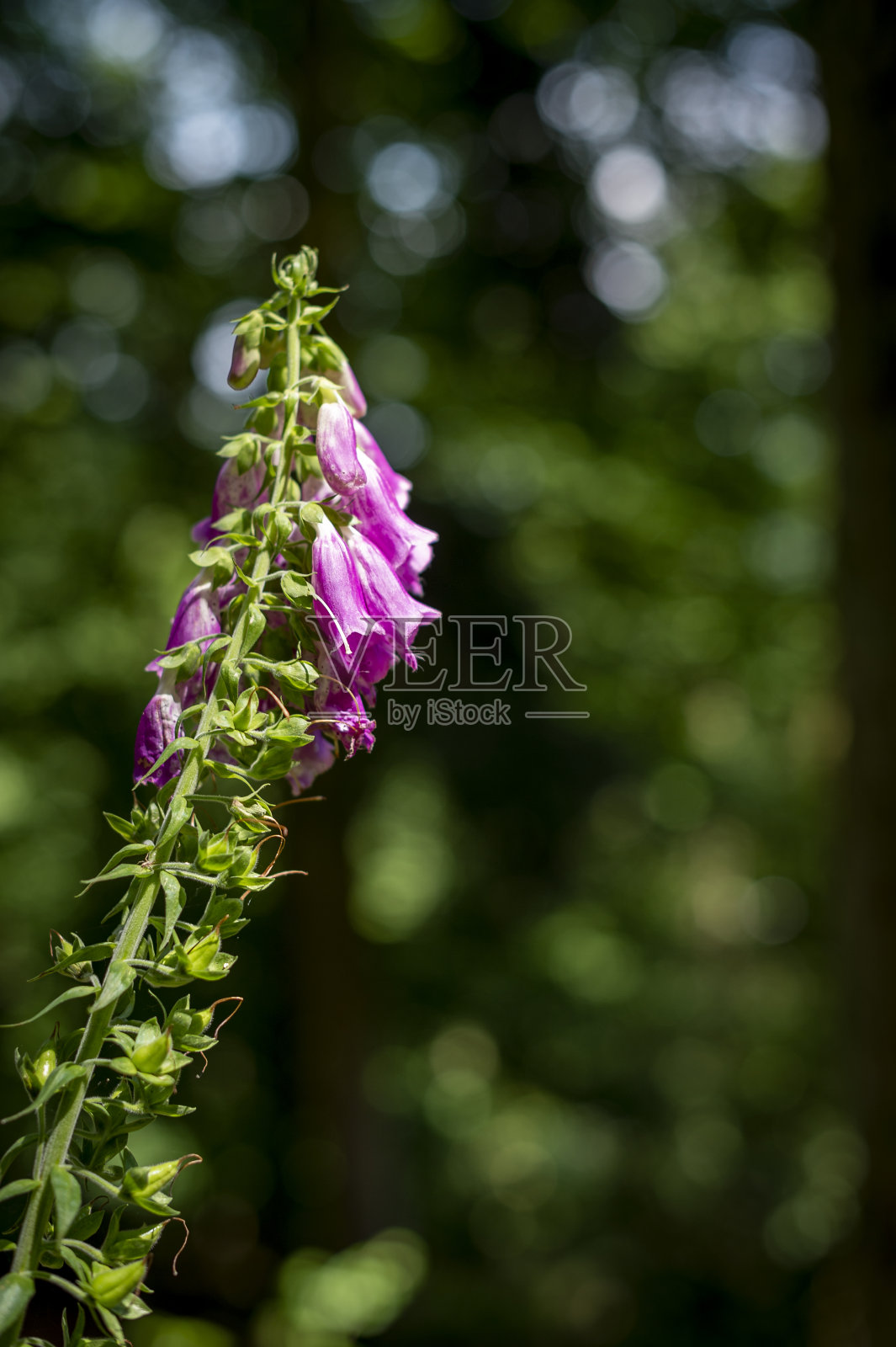 森林里紫色的毛地黄花。照片摄影图片