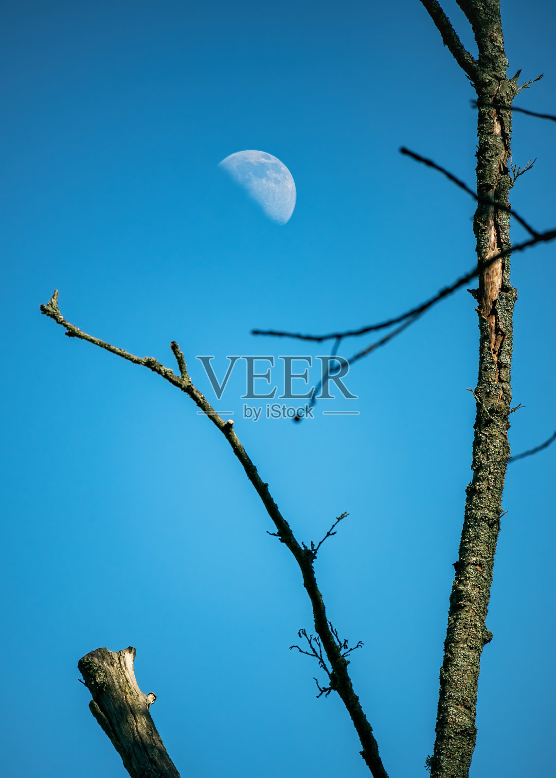 自然的半月形月亮映衬着清澈的蓝天。前景中有光秃秃的树枝的乡村景观。旅游，远足，风景，星象现象，太空观察。照片摄影图片