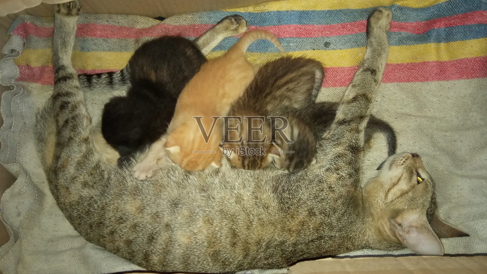 母猫正在给小猫喂奶照片摄影图片