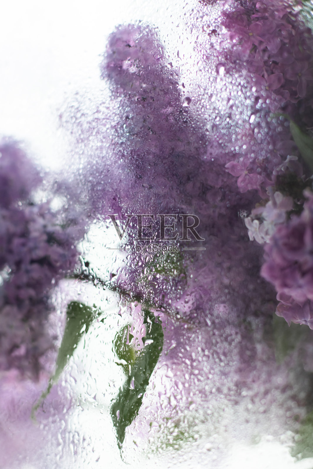 滴在玻璃温室的花朵上照片摄影图片