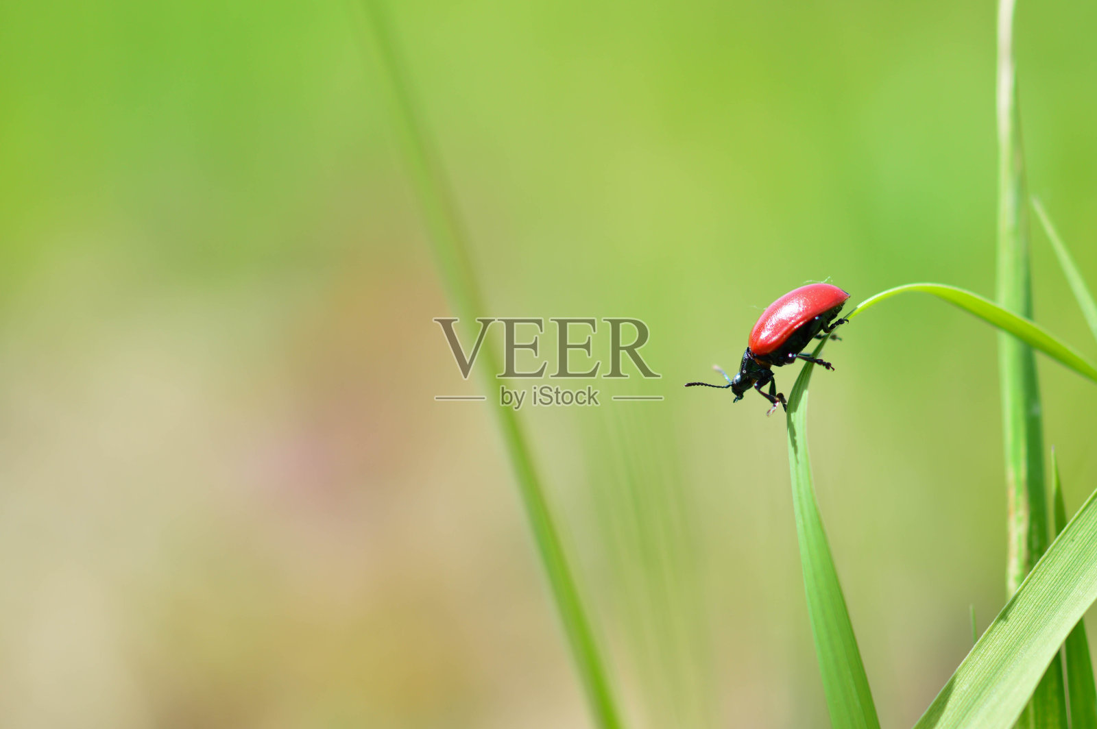 百合甲虫，自然界中叶子上的红色小虫照片摄影图片