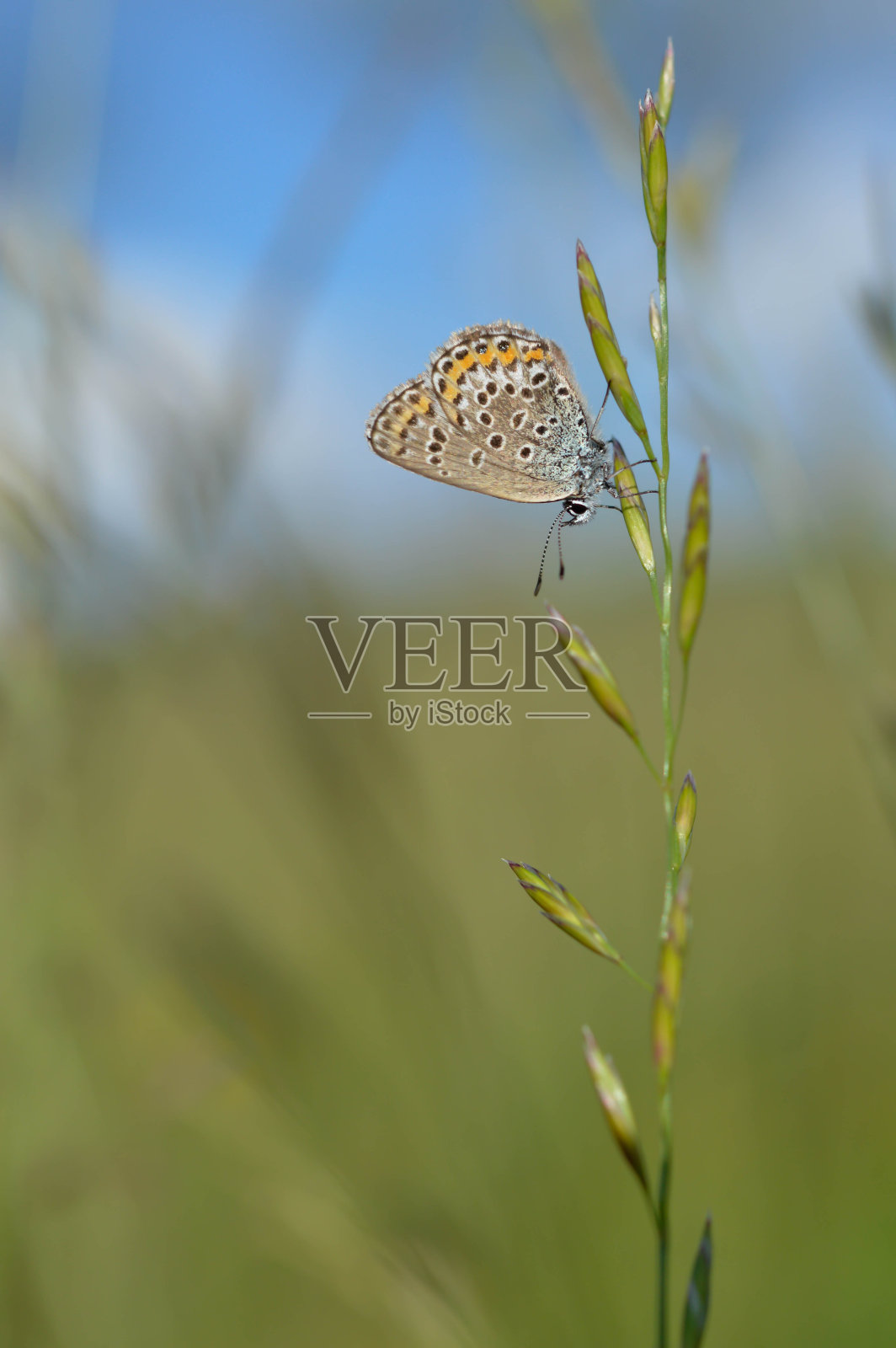 自然界中常见的蓝色小蝴蝶照片摄影图片