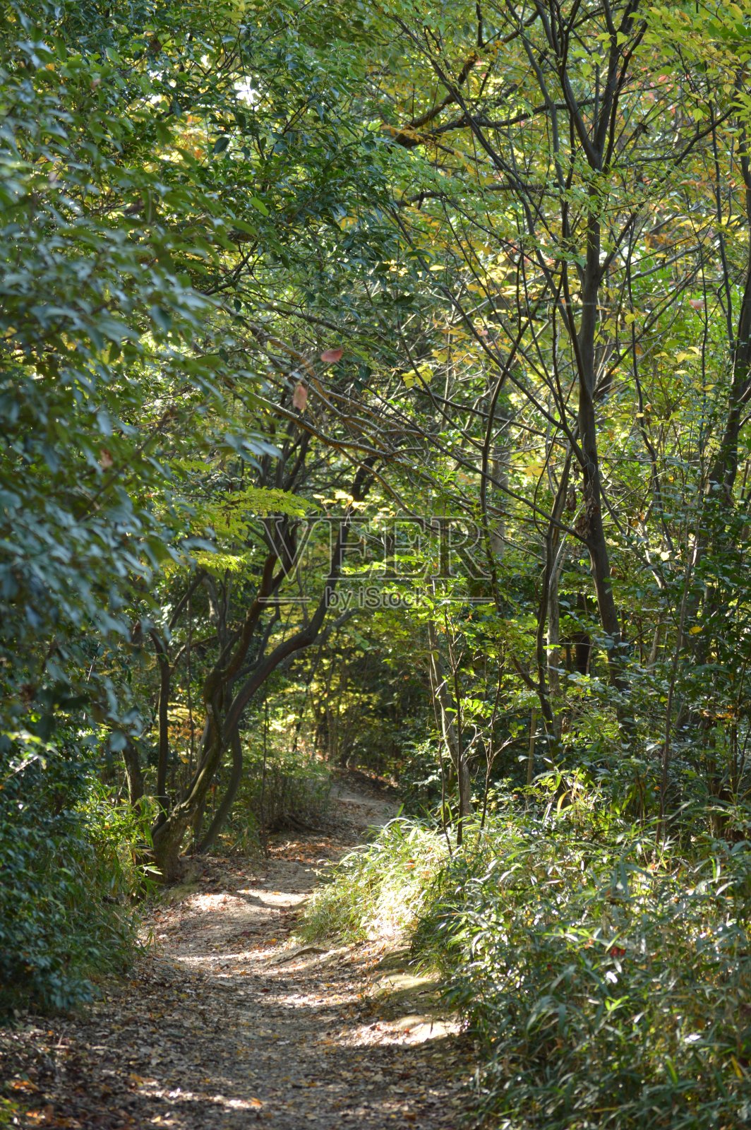 森林里的一条小路，早晨的阳光透过树叶照耀着照片摄影图片