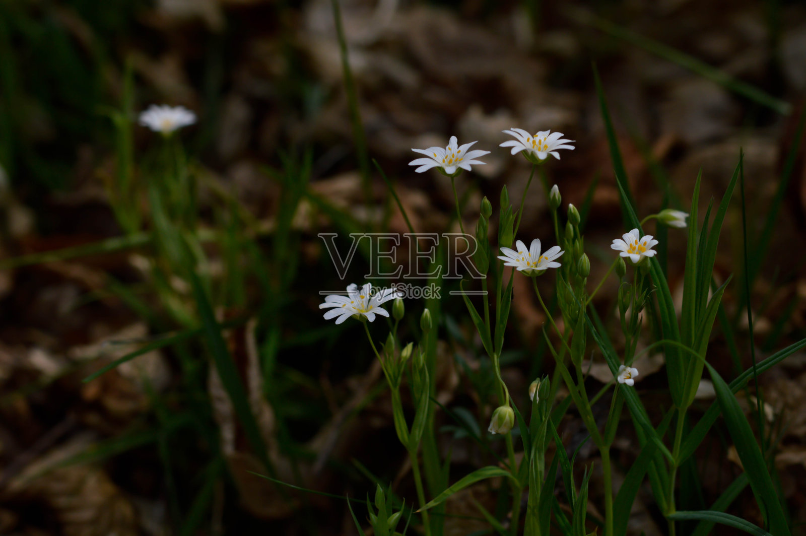 春天的野花在阳光下微微的盛开照片摄影图片