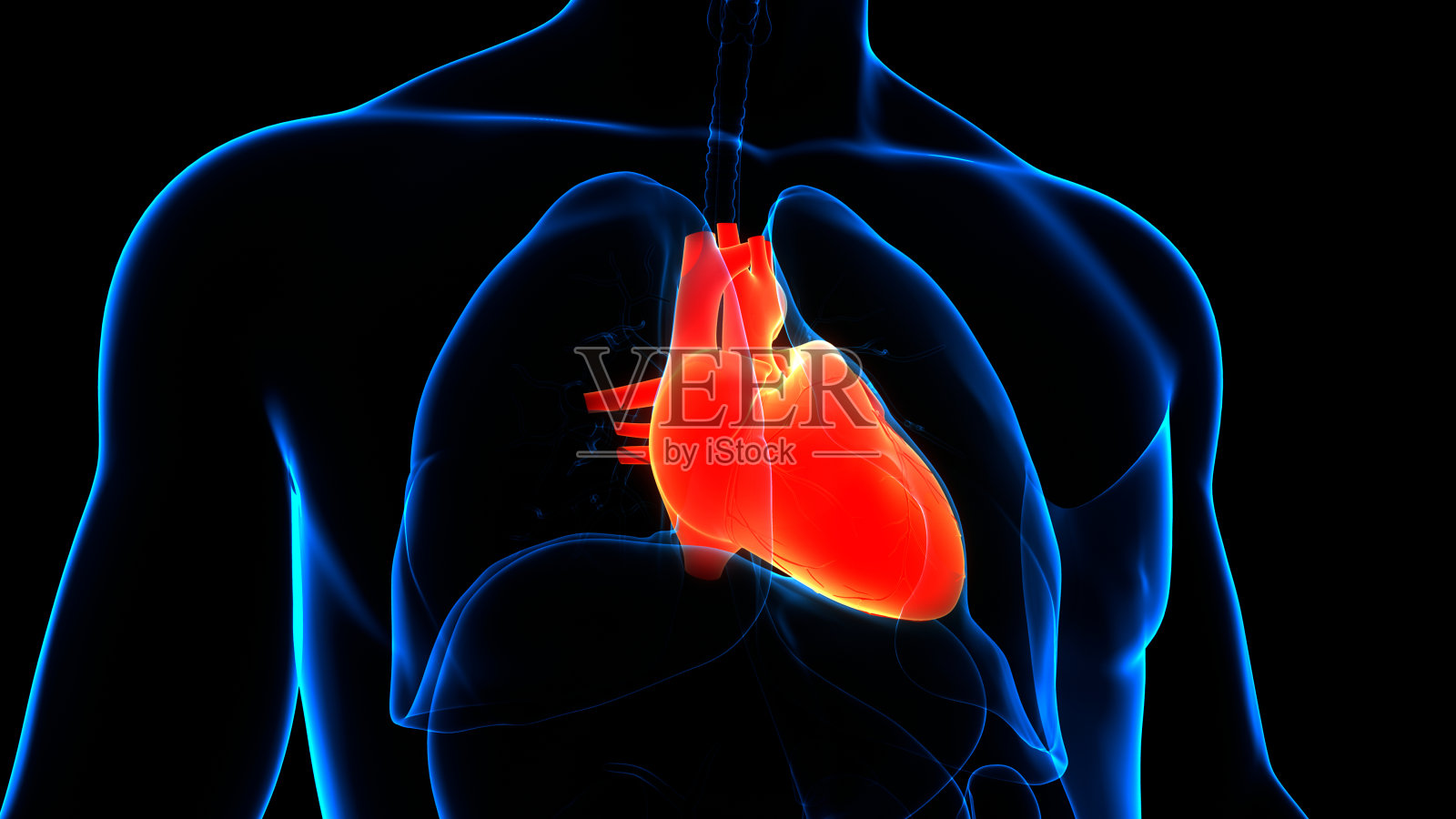 人体循环系统心脏解剖照片摄影图片