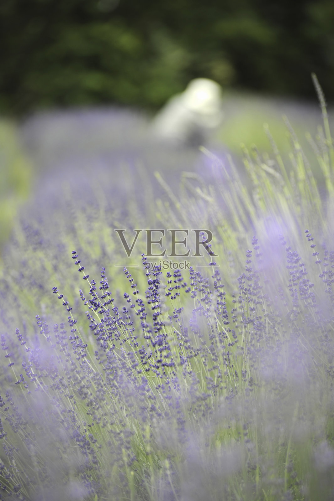 薰衣草照片摄影图片