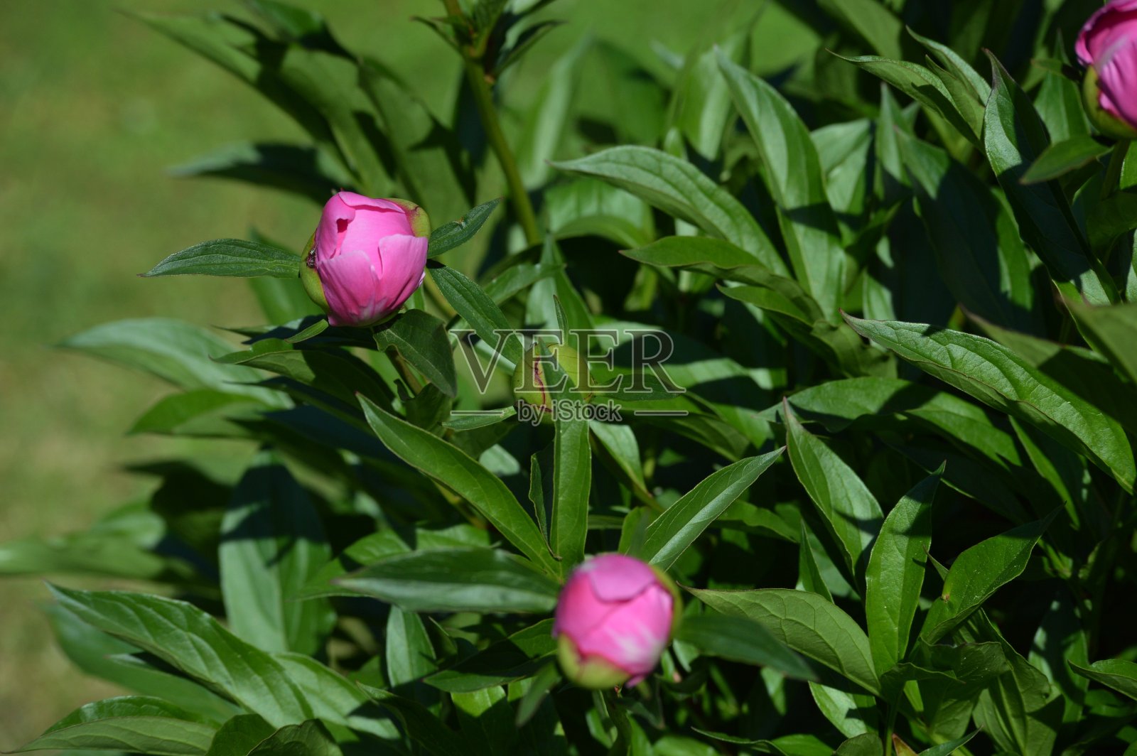 院子里有粉红色的花照片摄影图片