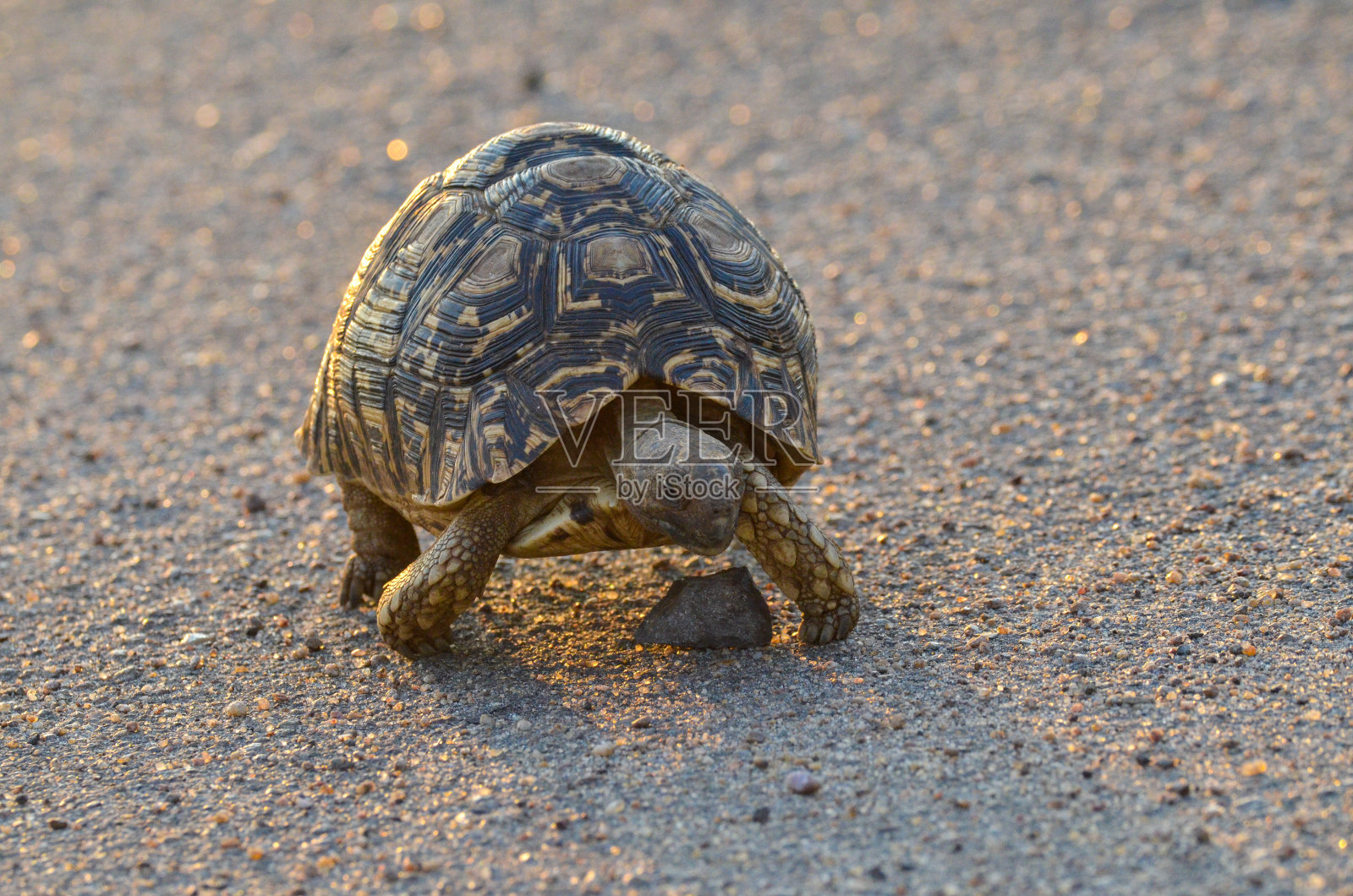 乌龟照片摄影图片