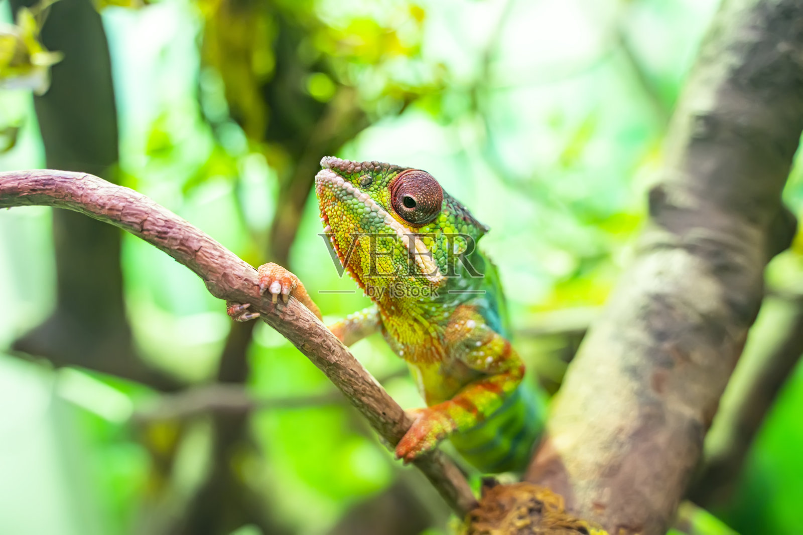 来自马达加斯加的变色龙Furcifer pardalis栖息在树枝上照片摄影图片