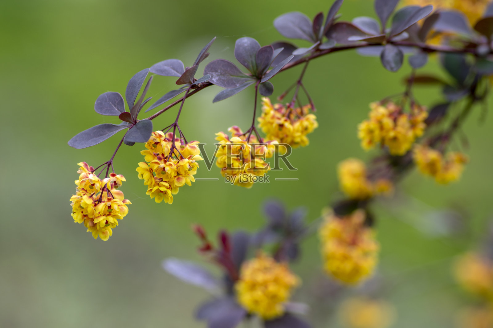 小檗属日本小檗属观赏开花灌木，一群群美丽的小黄花花瓣盛开照片摄影图片