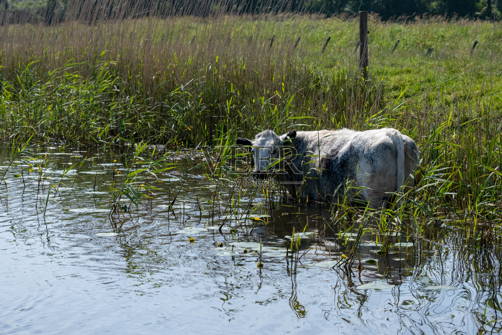 一头牛站在水中芦苇之间照片摄影图片