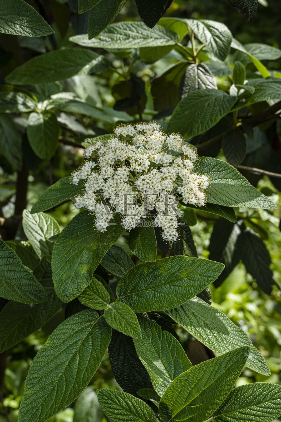 开花的棱皮荚(棱皮荚)灌木，在模糊的背景上。有选择性的重点。特写镜头。花序具白色花在棱皮荚的分枝上。照片摄影图片