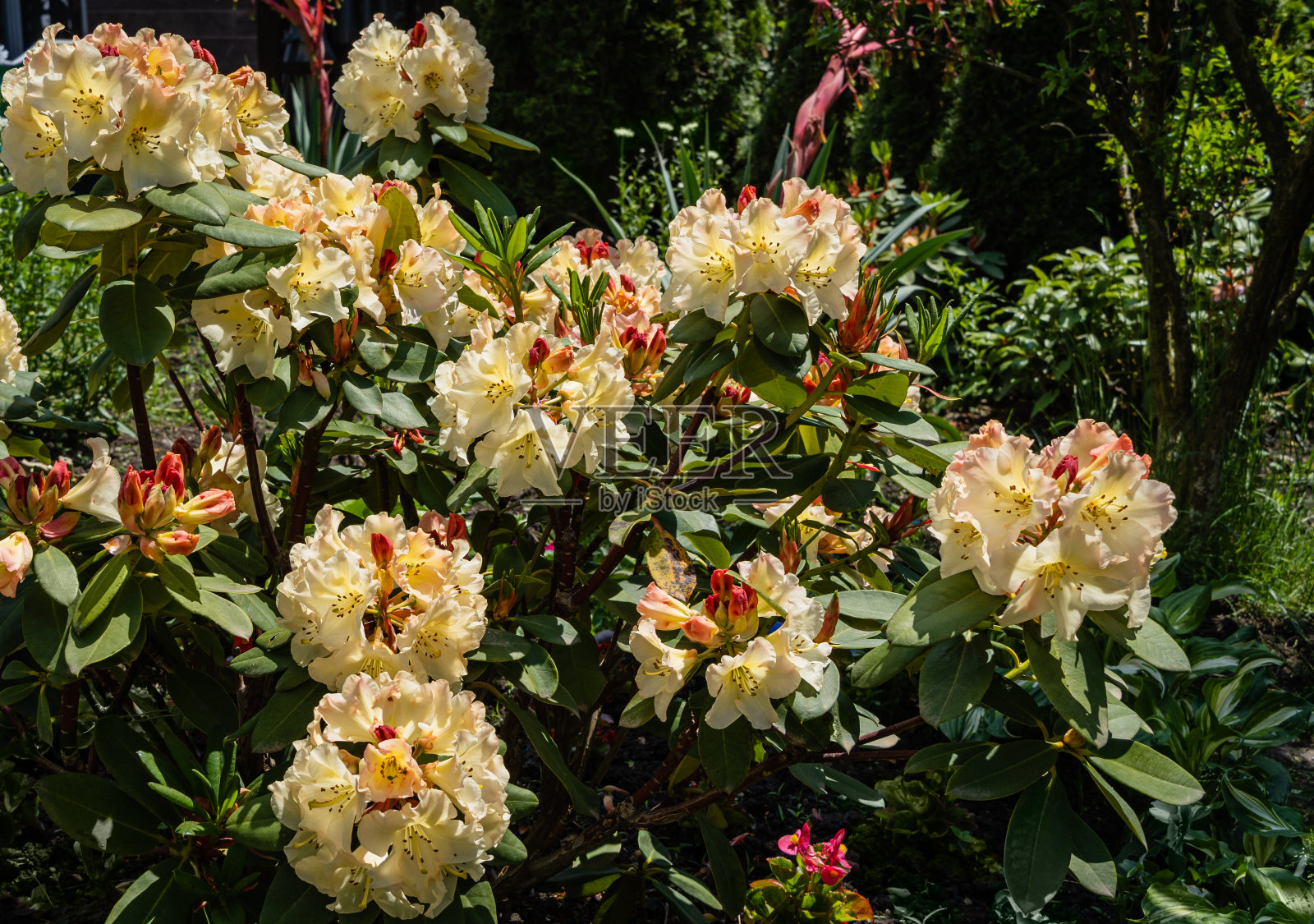大开花灌木的日本杜鹃花“金色火炬”在模糊的背景下的绿色植物。有选择性的重点。常绿的观赏灌木，开漂亮的淡奶油色花。阿德勒,索契。照片摄影图片