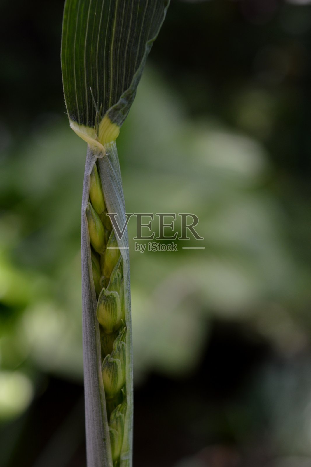 绿小麦发芽照片摄影图片